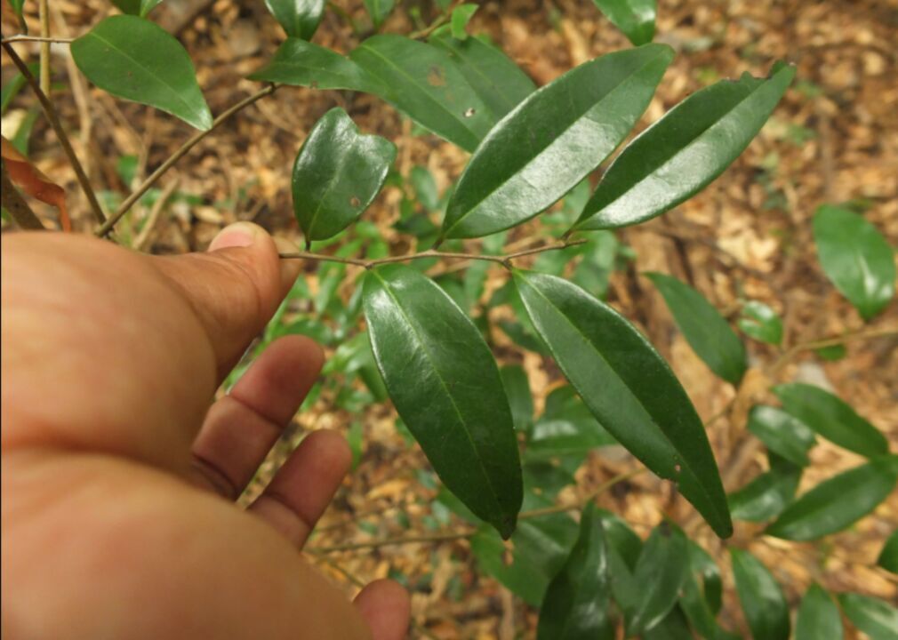 Alphonsea hortensis